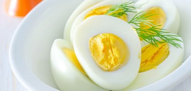 دراسة جدوى مشروع انتاج بيض المائدة دراسة جدوى مشروع انتاج بيض المائدة