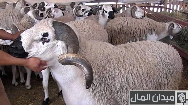 دراسة جدوى مشروع تربية الاغنام بالتفصيل دراسة جدوى مشروع تربية الاغنام بالتفصيل