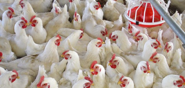 دراسة جدوى مشروع محل بيع فراخ دواجن بتكلفة الادوات دراسة جدوى مشروع محل بيع فراخ
