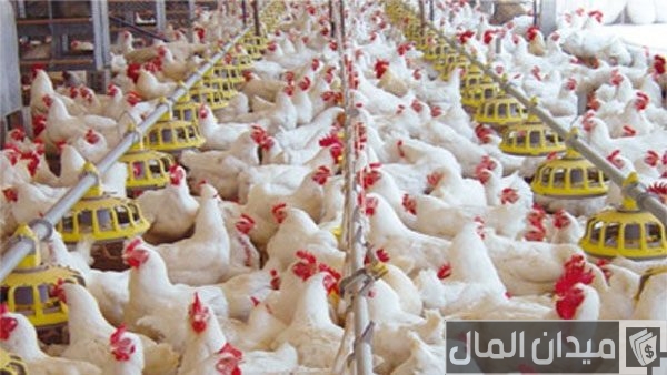 دراسة جدوى مشروع محل بيع فراخ دراسة جدوى مشروع محل بيع فراخ