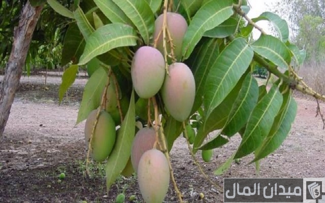 طريقة زراعة المانجو من الألف للياء بالخطوات طريقة زراعة المانجو من الألف للياء بالخطوات