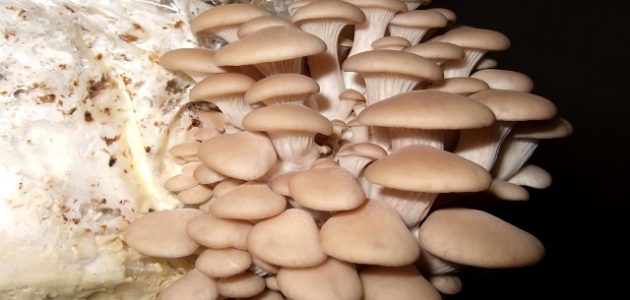 نصائح وطريقة زراعة عيش الغراب في المنزل بالصور طريقة زراعة عيش الغراب في المنزل بالصور