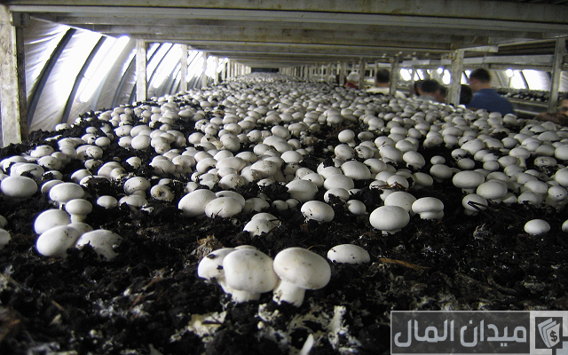 طريقة زراعة عيش الغراب في المنزل بالصور طريقة زراعة عيش الغراب في المنزل بالصور