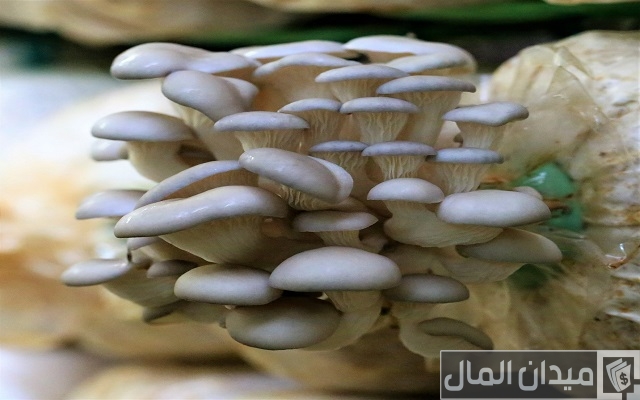 طريقة زراعة عيش الغراب في المنزل بالصور طريقة زراعة عيش الغراب في المنزل بالصور