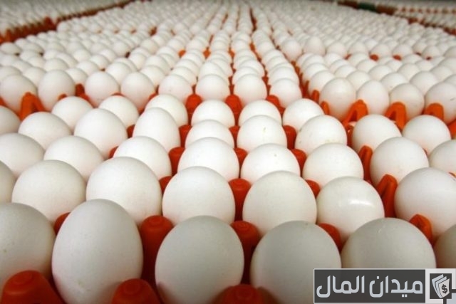 أفضل علاج لزيادة انتاج البيض عند الدجاج أفضل علاج لزيادة انتاج البيض عند الدجاج