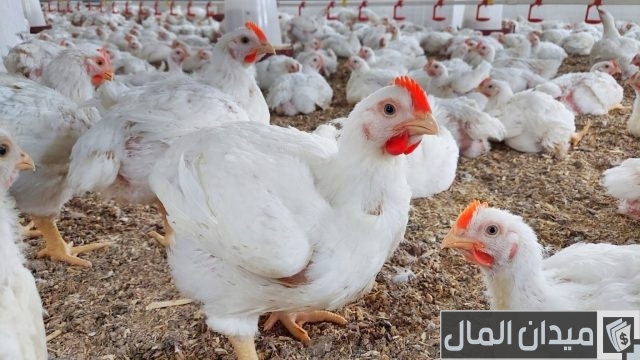 كيفية إنشاء مزرعة دواجن كيفية إنشاء مزرعة دواجن