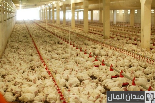 شروط بناء مزرعة دواجن على أرض زراعية شروط بناء مزرعة دواجن على أرض زراعية