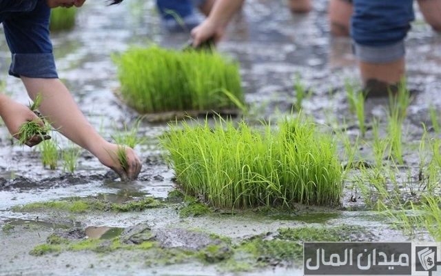 مشاريع زراعية صغيرة مربحة مشاريع زراعية صغيرة مربحة