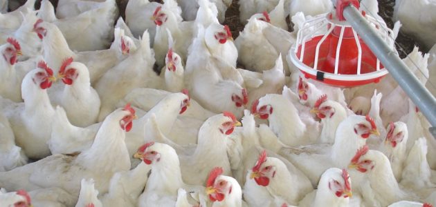 إنشاء مزرعة دواجن حديثة كيفية إنشاء مزرعة دواجن