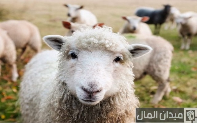 مكونات علف تسمين الأغنام مكونات علف تسمين الأغنام