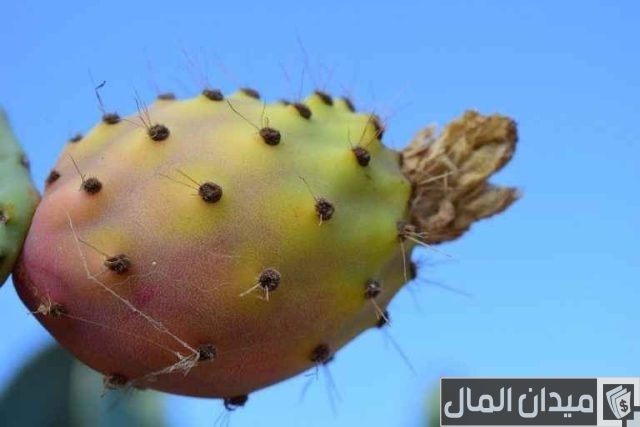 طريقة استخراج زيت التين الشوكي طريقة استخراج زيت التين الشوكي