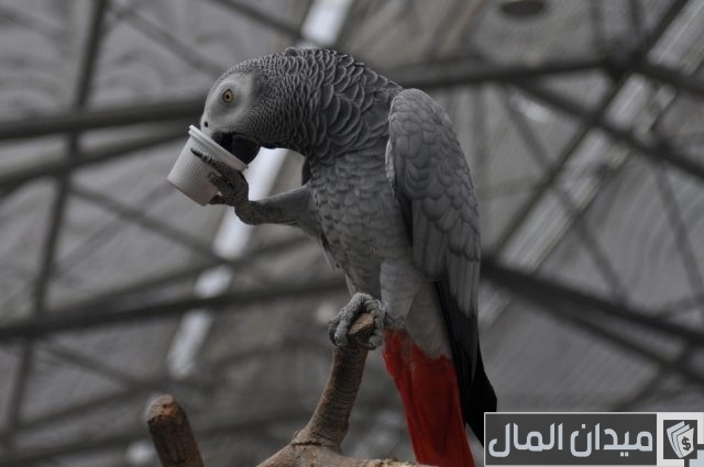 أنواع الببغاء المتكلم وأسعارها أنواع الببغاء المتكلم وأسعارها