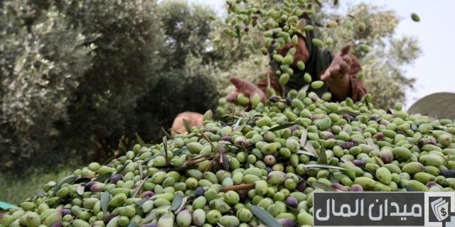 متوسط إنتاج فدان الزيتون في مصر وكيفية حساب الأرباح متوسط إنتاج فدان الزيتون في مصر وكيفية حساب الأرباح