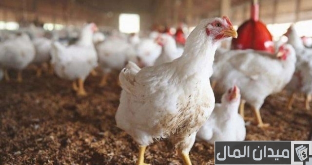 علاج الإسهال البني عند الفراخ البيضاء بالأدوية والأعشاب علاج الإسهال البني عند الفراخ البيضاء بالأدوية والأعشاب
