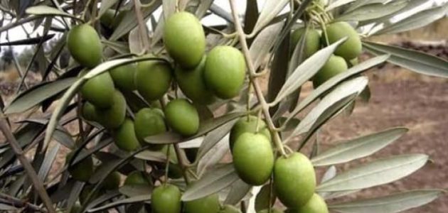 متوسط إنتاج فدان الزيتون في مصر وخطوات حساب الأرباح متوسط إنتاج فدان الزيتون في مصر وكيفية حساب الأرباح