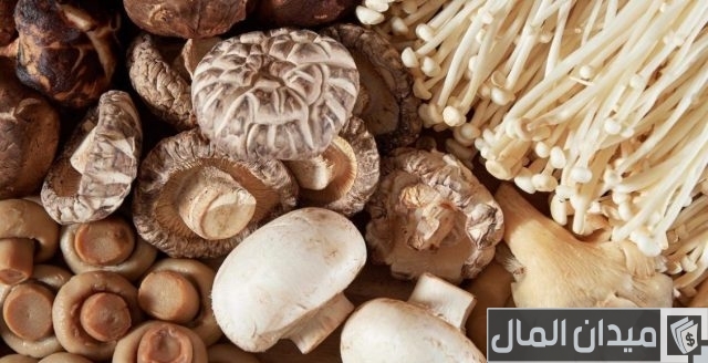 زراعة المشروم في المنزل في زجاجات بلاستيك زراعة المشروم في المنزل في زجاجات بلاستيك