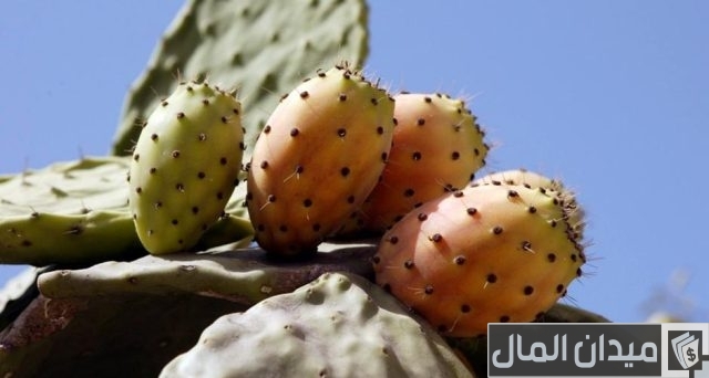 طريقة استخراج زيت التين الشوكي طريقة استخراج زيت التين الشوكي
