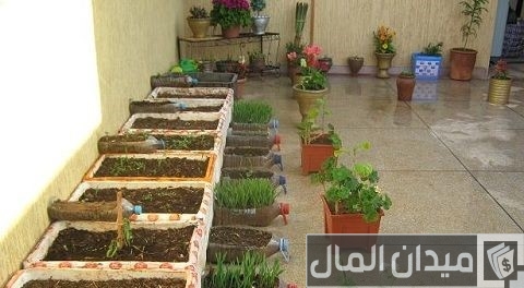 كيفية زراعة الأسطح المنزلية بالصور كيفية زراعة الأسطح المنزلية بالصور