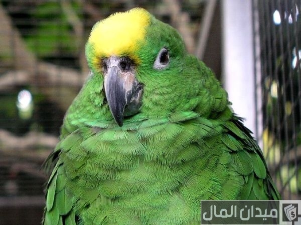أنواع الببغاء المتكلم وأسعارها أنواع الببغاء المتكلم وأسعارها