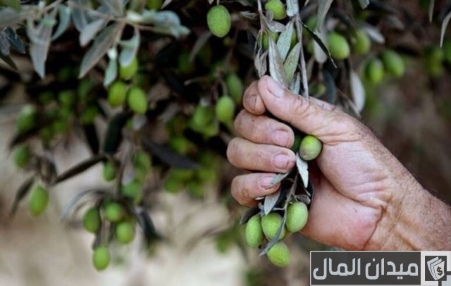 متوسط إنتاج فدان الزيتون في مصر وكيفية حساب الأرباح متوسط إنتاج فدان الزيتون في مصر وكيفية حساب الأرباح