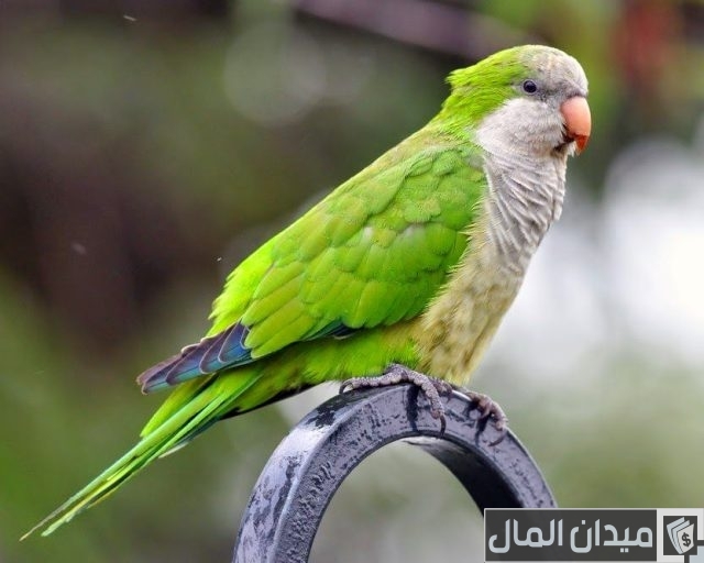 أنواع الببغاء المتكلم وأسعارها أنواع الببغاء المتكلم وأسعارها