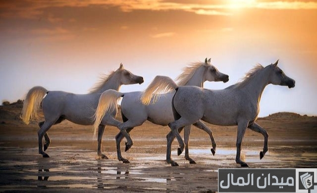 أجمل خيل عربي أصيل أجمل خيل عربي أصيل