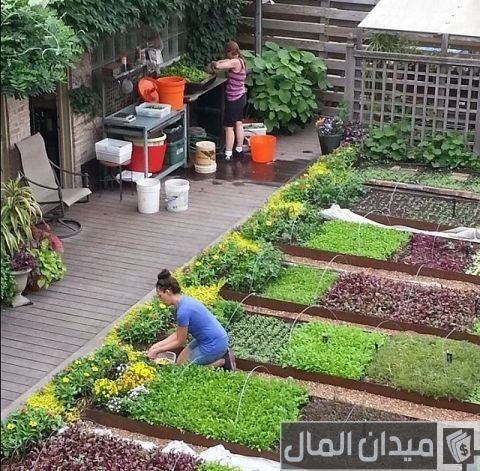 كيفية زراعة الأسطح المنزلية بالصور كيفية زراعة الأسطح المنزلية بالصور