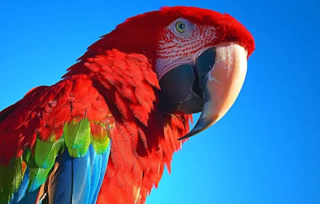 أنواع الببغاء المتكلم وأسعارها أنواع الببغاء المتكلم وأسعارها