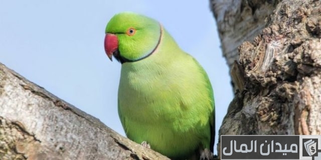 أنواع الببغاء المتكلم وأسعارها أنواع الببغاء المتكلم وأسعارها