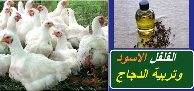 فوائد الفلفل للدجاج فوائد الفلفل للدجاج