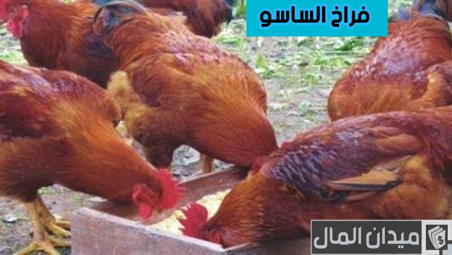 تربية دواجن الساسو بالتفصيل ومميزات تربيتها تربية دواجن الساسو بالتفصيل ومميزات تربيتها