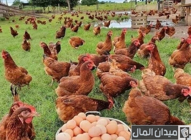 تربية دواجن الساسو بالتفصيل ومميزات تربيتها تربية دواجن الساسو بالتفصيل ومميزات تربيتها