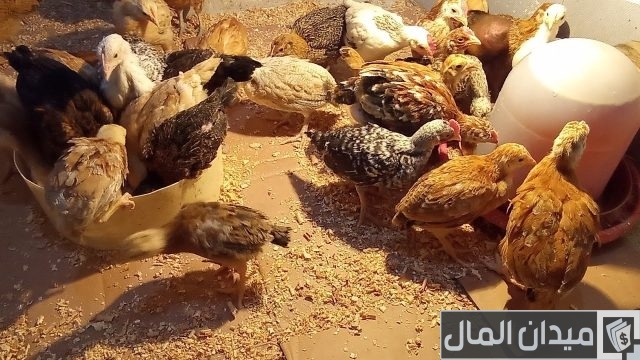 علاج الإسهال البني عند الفراخ البيضاء بالأدوية والأعشاب علاج الإسهال البني عند الفراخ البيضاء بالأدوية والأعشاب