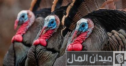دراسة جدوى مشروع تربية الرومي في مصر دراسة جدوى مشروع تربية الرومي في مصر