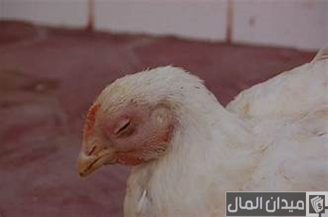 علاج ارتفاع درجة الحرارة عند الدجاج علاج ارتفاع درجة الحرارة عند الدجاج