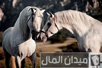 أجمل نوع خيل عربي أصيل أجمل خيل عربي أصيل