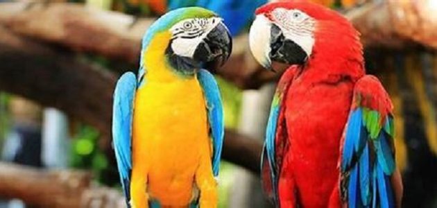 أنواع الببغاء المتكلم بالصور وأسعارها أنواع الببغاء المتكلم وأسعارها