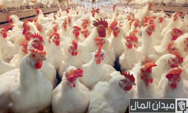 فوائد الفلفل للدجاج فوائد الفلفل للدجاج