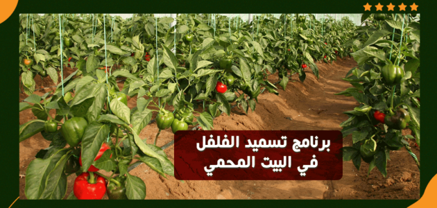 برنامج تسميد الفلفل في البيوت المحمية بالتنقيط برنامج تسميد الفلفل في البيوت المحمية