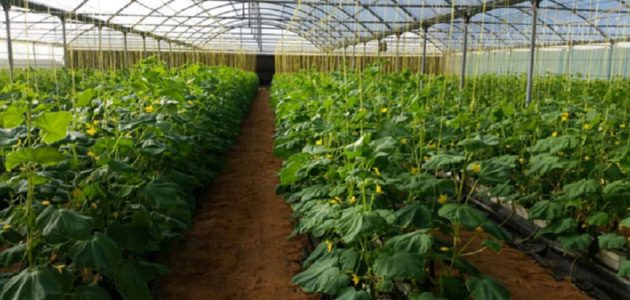 زراعة الأسطح المنزلية بالصور كيفية زراعة الأسطح المنزلية بالصور