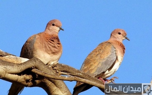تربية اليمام في البيت تربية اليمام في البيت