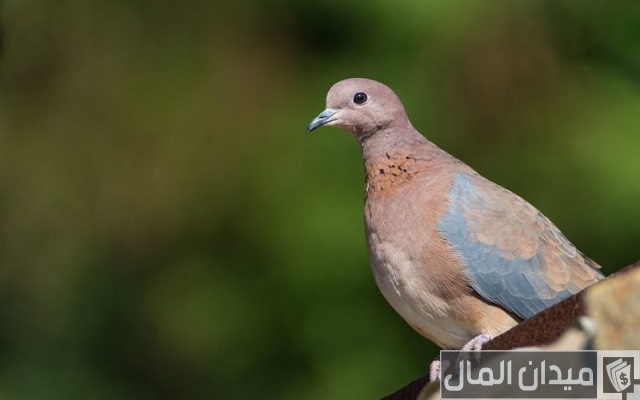 تربية اليمام في البيت تربية اليمام في البيت