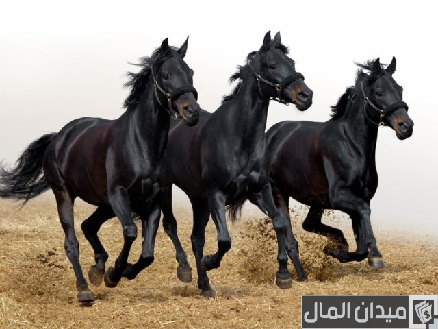 أجمل خيل عربي أصيل أجمل خيل عربي أصيل