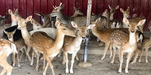 دراسة جدوى تربية وبيع الغزلان وأرباح المشروع دراسة جدوى تربية الغزلان في مصر بالتفصيل