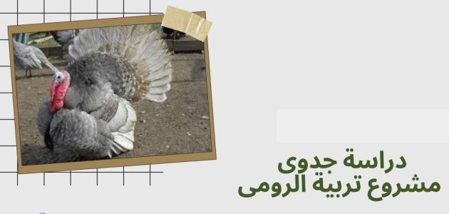 دراسة جدوى مشروع تربية الرومي في مصر