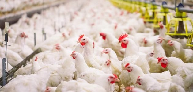 دراسة جدوى مشروع دواجن السعودية دراسة جدوى مشروع دواجن السعودية