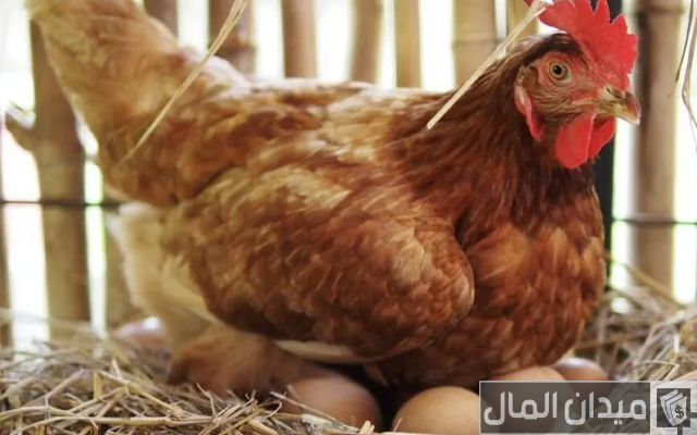 دراسة جدوى مشروع دواجن السعودية دراسة جدوى مشروع دواجن السعودية