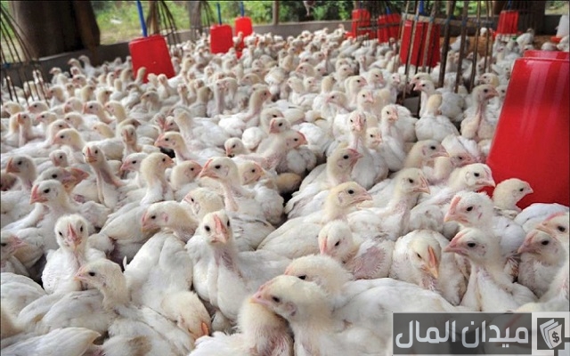 دراسة جدوى مشروع دواجن السعودية دراسة جدوى مشروع دواجن السعودية