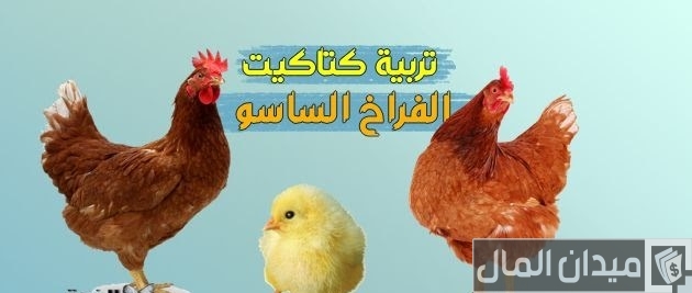 تربية الدجاج الساسو لانتاج البيض تربية دواجن الساسو بالتفصيل ومميزات تربيتها