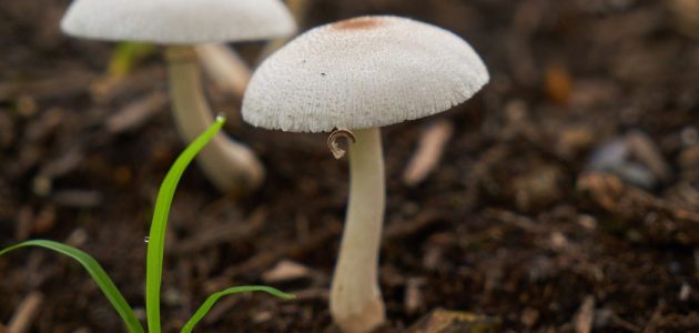 زراعة المشروم في المنزل في زجاجات بلاستيك